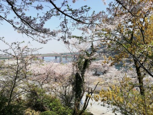 遥拝神社の桜