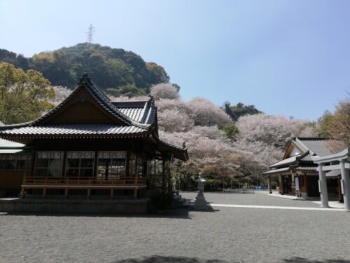遥拝神社の桜