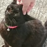 湯島の黒猫