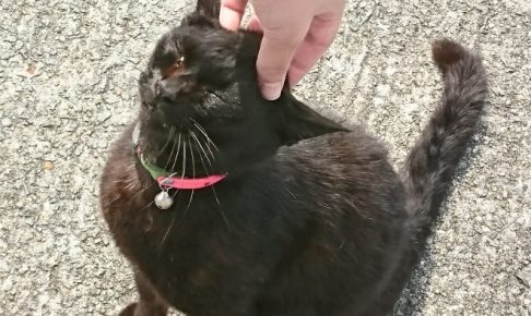 湯島の黒猫