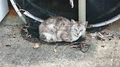 湯島の猫