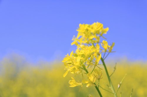 4回さかもと菜の花フェスタ2019