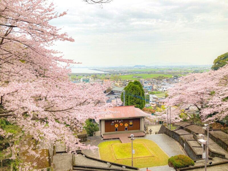 日奈久温泉神社の桜