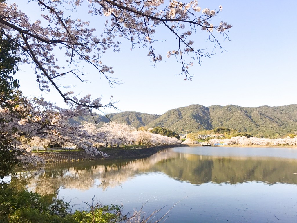 立岡自然公園 熊本 宇土でおすすめの桜スポット ライトアップも有 八代連絡帳