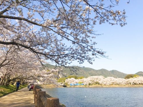 立岡自然公園の桜