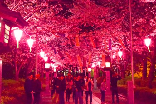 八代宮参道の夜桜ライトアップ