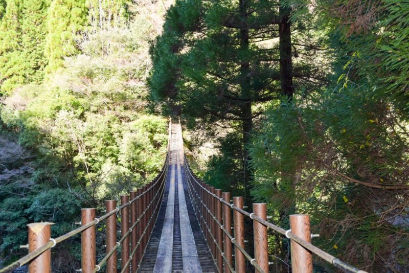 樅木の吊橋