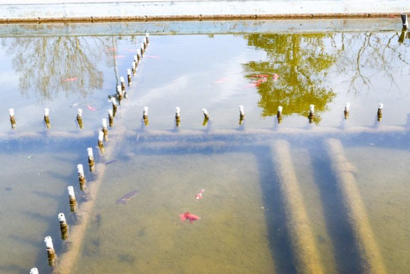 金魚と鯉の郷広場